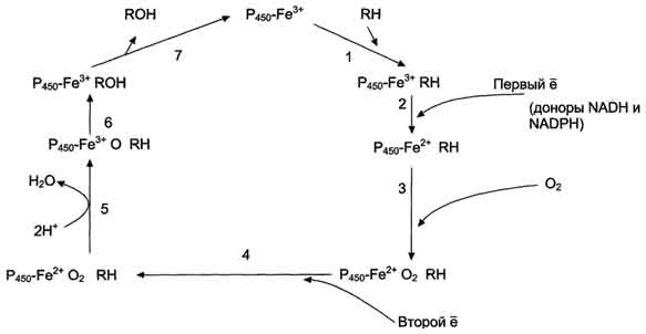 рис. 12-3. транспорт электронов при монооксигеназном окислении с участием р450. связывание (1) в активном центре цитохрома р450 вещества rh активирует восстановление железа в теме - присоединяется первый электрон (2). изменение валентности железа увеличивает сродство комплекса p450 -fe2+ -rh к молекуле кислорода (3). появление в центре связывания цитохрома р450 молекулы о2 ускоряет присоединение второго электрона и образование комплекса p450 -fe2+ o-rh (4). на следующем этапе (5) fe2+ окисляется, второй электрон присоединяется к молекуле кислорода p450 -fe3+o22-. восстановленный атом кислорода (о2-) связывает 2 протона, и образуется 1 молекула воды. второй атом кислорода идёт на построение он-группы (6). модифицированное вещество r-oh отделяется от фермента (7).