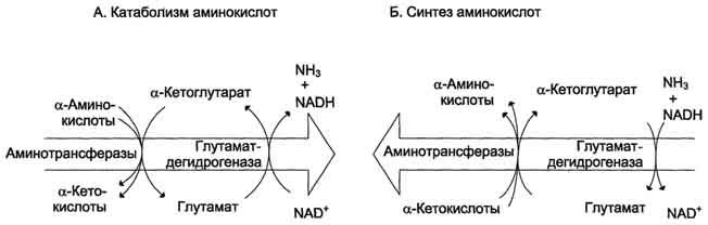 рис. 9-9. биологическая роль непрямого дезаминирования. а - при катаболизме почти все природные аминокислоты сначала передают аминогруппу на а-кетоглутарат в реакции трансаминирования с образованием глутамата и соответствующей кетокислоты. затем глутамат подвергается прямому окислительному дезаминированию под действием глутаматдегидрогена-зы, в результате чего получаются а-кетоглутарат и аммиак; б - при необходимости синтеза аминокислот и наличии необходимых а-кетокислот обе стадии непрямого дезаминирования протекают в обратном направлении. в результате восстановительного аминирования а-кетоглутарата образуется глутамат, который вступает в трансаминирование с соответствующей а-кетокислотой, что приводит к синтезу новой аминокислоты.