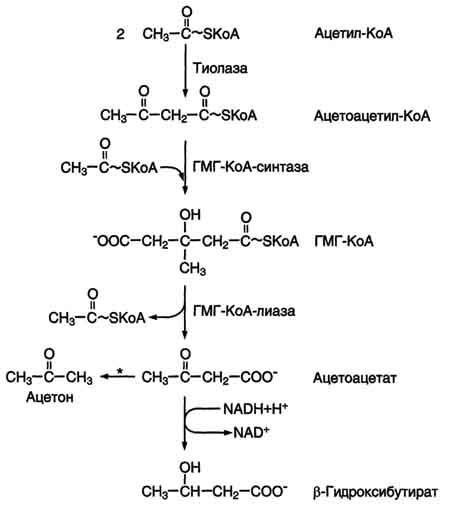 рис. 8-33. синтез кетоновых тел в митохондриях гепатоцитов. регуляторный фермент синтеза кетоновых тел (гмг-коа-синтаза) ингибируется свободным коа. - реакция идёт неферментативно при высокой концентрации кетоновых тел в крови.