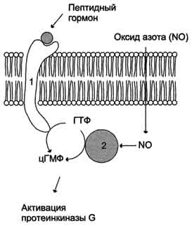 рис. 5-33. регуляция активности мембранной (1) и цитозольной (2) гуанилатциклазы.