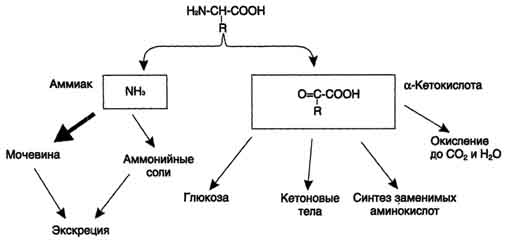 рис. 9-7. судьба продуктов дезаминирования аминокислот.