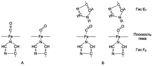 рис. 1-31. пространственное расположение со и о2, связанных со свободным гемом (а) и гемом в составе гемоглобина или миоглобина (б).
