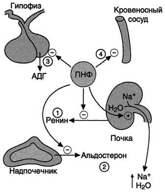рис. 11-36. биологическое действие пнф. 1 - ингибирует выделение ренина; 2 - ингибирует секрецию альдостерона; 3 - ингибирует секрецию адг; 4 - вызывает релаксацию сосудов.