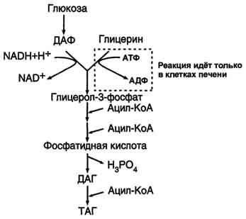 рис. 8-21. синтез жиров в печени и жировой ткани.