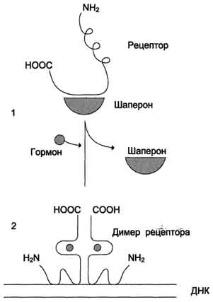 рис. 11-6. регуляция активности рецептора стероидных гормонов. 1 - в отсутствие гормона рецептор через гор-монсвязывающий домен образует комплекс с шапероном, что препятствует связыванию рецептора с молекулой днк; 2 - в присутствии гормона рецептор освобождается от шаперона, образуется димер рецептора, который присоединяется к молекуле днк и вызывает активацию транскрипции.