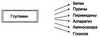рис. 9-12. пути использования глутамина в организме.