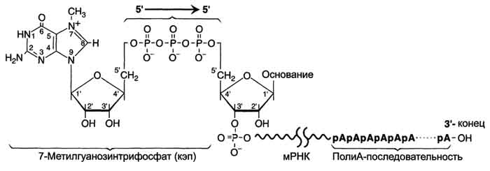 рис. 4-31. ковалентная модификация концевых нуклеотидных остатков первичного транскрипта мрнк.