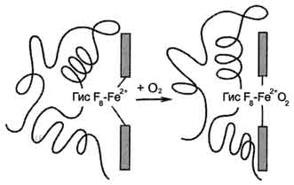 рис. 1-33. изменение прложения fe2+ и белковой части гемоглобина при присоединении о2.