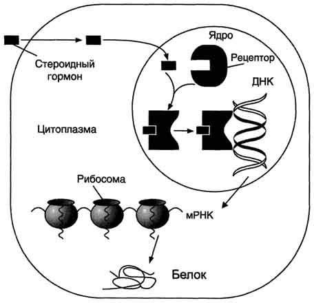 рис. 11-5. передача гормональных сигналов через внутриклеточные рецепторы (рецепторы стероидных гормонов могут находиться в цитоплазме и ядре).