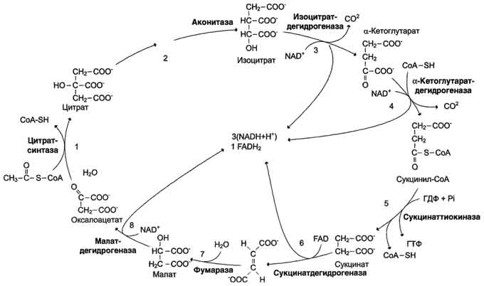 рис. 6-24. общая схема цитратного цикла. цифры 1-8 обозначают реакции цитратного цикла. цикл начинается с того, что ацетильный остаток конденсируется с оксалоацетатом, в результате чего образуется шестиуглеродное соединение - цитрат. на образование цитрата в каждом обороте цикла расходуется одна молекула оксалоацетата; в результате завершения цикла происходит регенерация оксалоацетата. таким образом, одна молекула оксалоацетата может многократно использоваться для окисления ацетильных остатков.