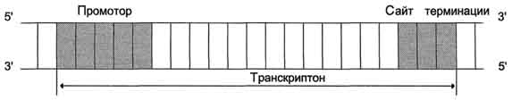 рис. 4-27. строение транскриптона.