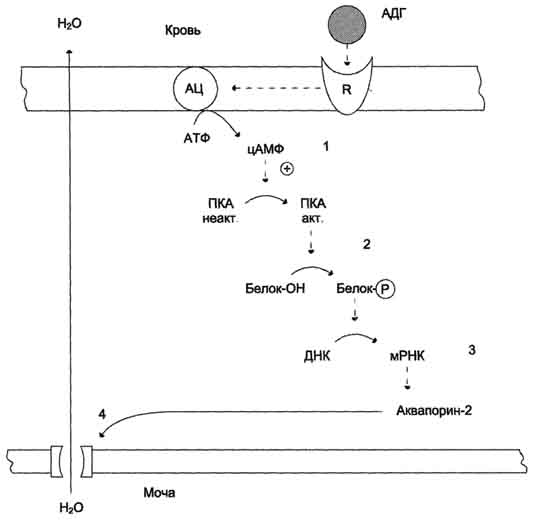 рис. 11-32. биологическое действие адг в клетках почечных канальцев. 1 - адг связывается с мембранным рецептором v2, вызывая активацию аденилатциклазы (ац) и образование цамф; 2 - цамф активирует протеинкиназу, фосфорилирующую белки; 3 - фосфорилированные белки индуцируют транскрипцию гена белка аквапорина; 4 - аквапорин встраивается в мембрану клетки почечного канальца.