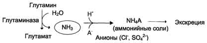 глутамат рис. 9-11. метаболизм амидного азота глутамина в почках.