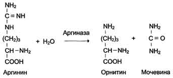 http://www.biochemistry.ru/biohimija_severina/img/b5873p76-i1.jpg