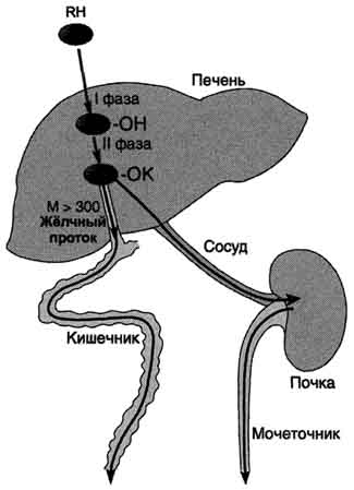 рис. 12-1. метаболизм и выведение ксенобиотиков из организма. rh - ксенобиотик; к - группа, используемая при конъюгации (глутатион, глюкуронил и др.); м - молекулярная масса. из множества цитохром р450 - зависимых реакций на рисунке приведена только одна - схема гидроксилирования ксенобиотика. в ходе первой фазы в структуру вещества rh вводится полярная группа он-. далее происходит реакция конъюгации; конъюгат в зависимости от растворимости и молекулярной массы удаляется либо почками, либо с фекалиями.