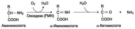 http://www.biochemistry.ru/biohimija_severina/img/b5873p474-i3.jpg