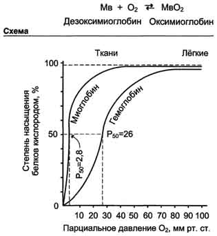 рис. 1-35. кривые диссоциации кислорода для миоглобина и гемоглобина в зависимости от парциального давления кислорода.