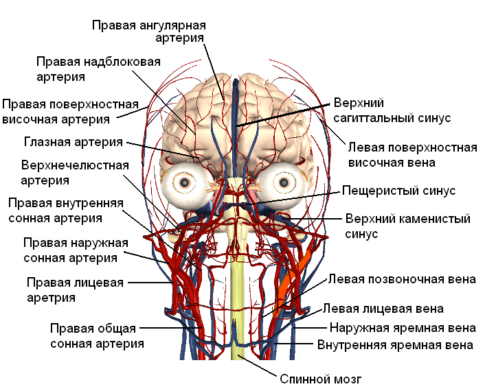 Сонные артерии на лице. Кровеносная система головного мозга человека схема. Артерии головы спереди. Строение артерий шеи и головы схема. Внутренняя Сонная артерия анатомия в черепе.