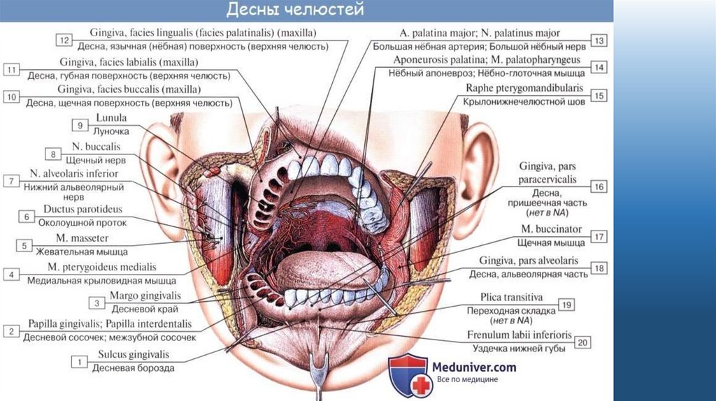 Стенки неба