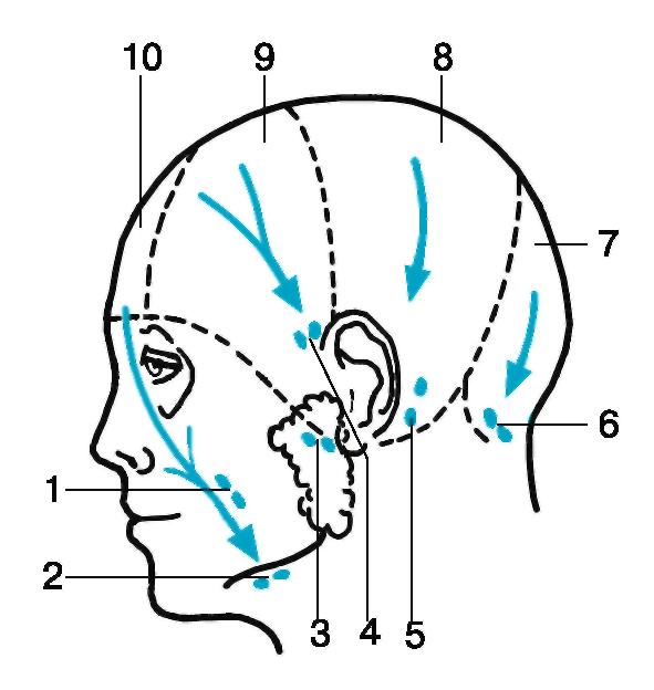 Лимфатические узлы на голове человека схема расположения