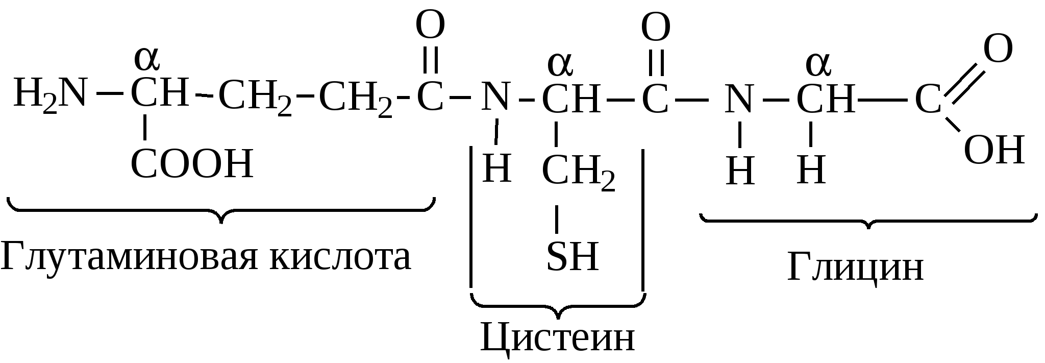Глутатион структурная формула. Строение глутатиона биохимия. Трипептид глутатион. Глутатион формула трипептида. С 12 0 кислота