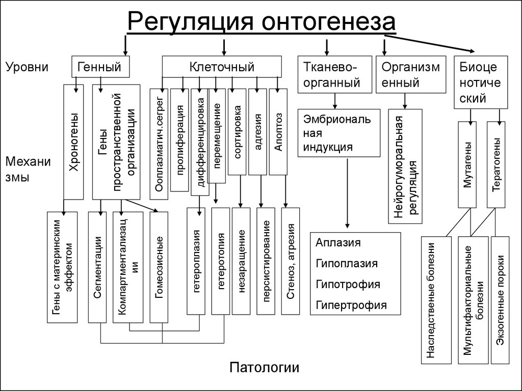 Основные закономерности функционирования генов в ходе индивидуального развития презентация