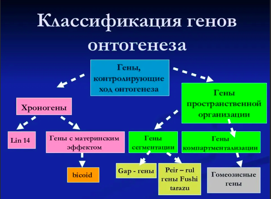 Гены ответственные за развитие. Классификация онтогенеза. Гены регулирующие ход онтогенеза. Дифференциальная активность генов в онтогенезе. Генетическая регуляция развития на разных этапах онтогенеза.