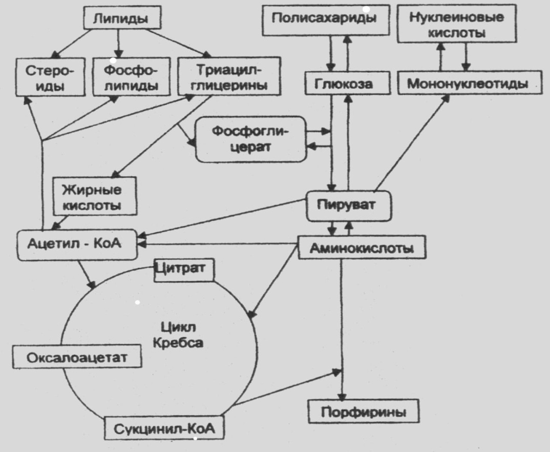 Схема отражения информации в организме