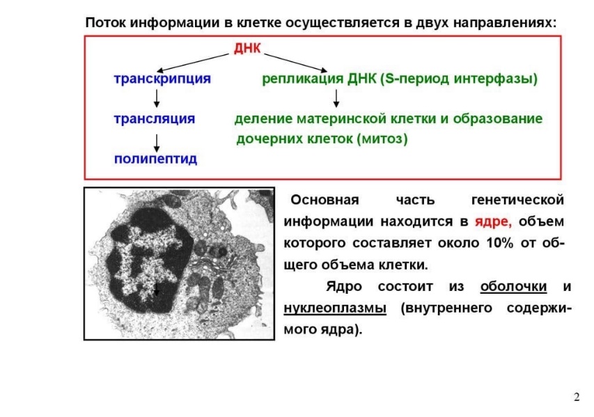 Схема расшифровка генетической информации