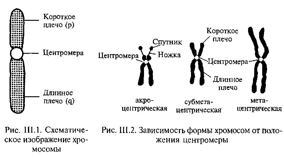 Схематическое изображение гена