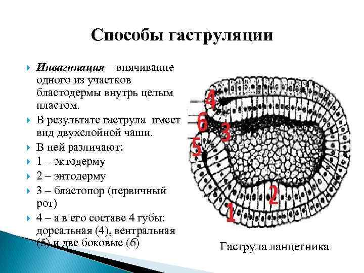 Сформирована стенка первичной кишки б развивается путем впячивания