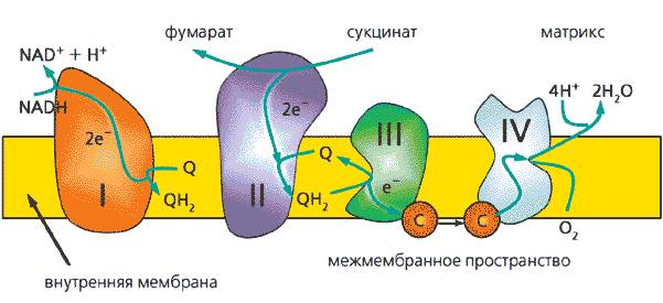 Цепь транспорта электронов. Дыхательная цепь митохондрий. Электрон-транспортная цепь митохондрий. Схема дыхательной цепи митохондрий биохимия. Цепь переноса электронов в митохондриях.