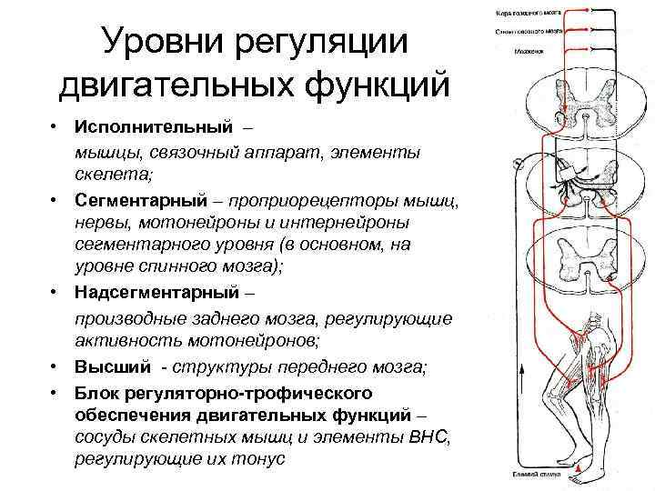 Основные принципы и общая схема организации произвольных движений