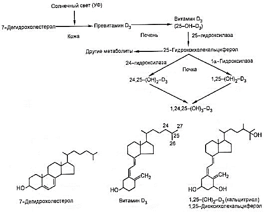 Паратгормон биохимия. Схема синтеза кальцитриола из витамина д3. Схема биосинтеза витамина д. Синтез витамина д биохимия. Синтез витамина д3 биохимия.