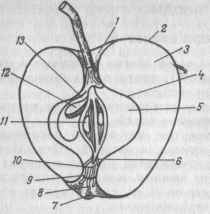 Строение яблока. Строение плода яблони. Поперечный и продольный срез яблока и его основные части.