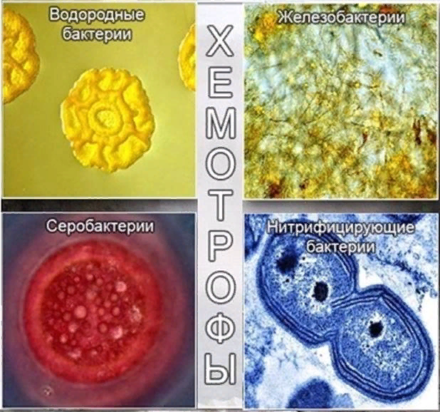 Хемосинтезирующие бактерии характеризуются. Хемосинтетики и хемотрофы. Водородные бактерии хемотрофы. Хемосинтезирующие бактерии примеры бактерий. Хемосинтез нитрифицирующих бактерий.