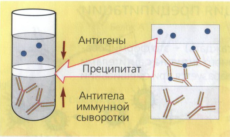 Риа схема микробиология