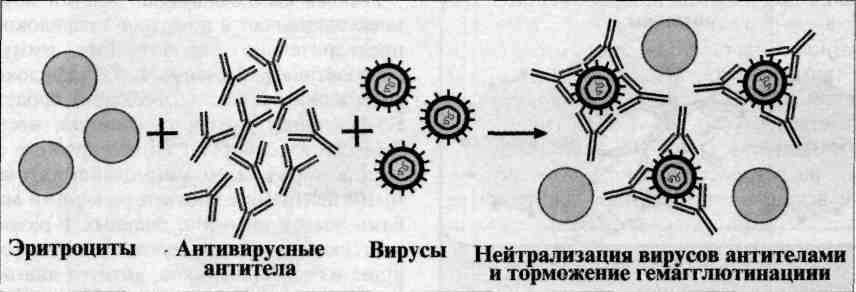 Реакция нейтрализации иммунология схема