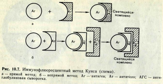 Схема риф микробиология