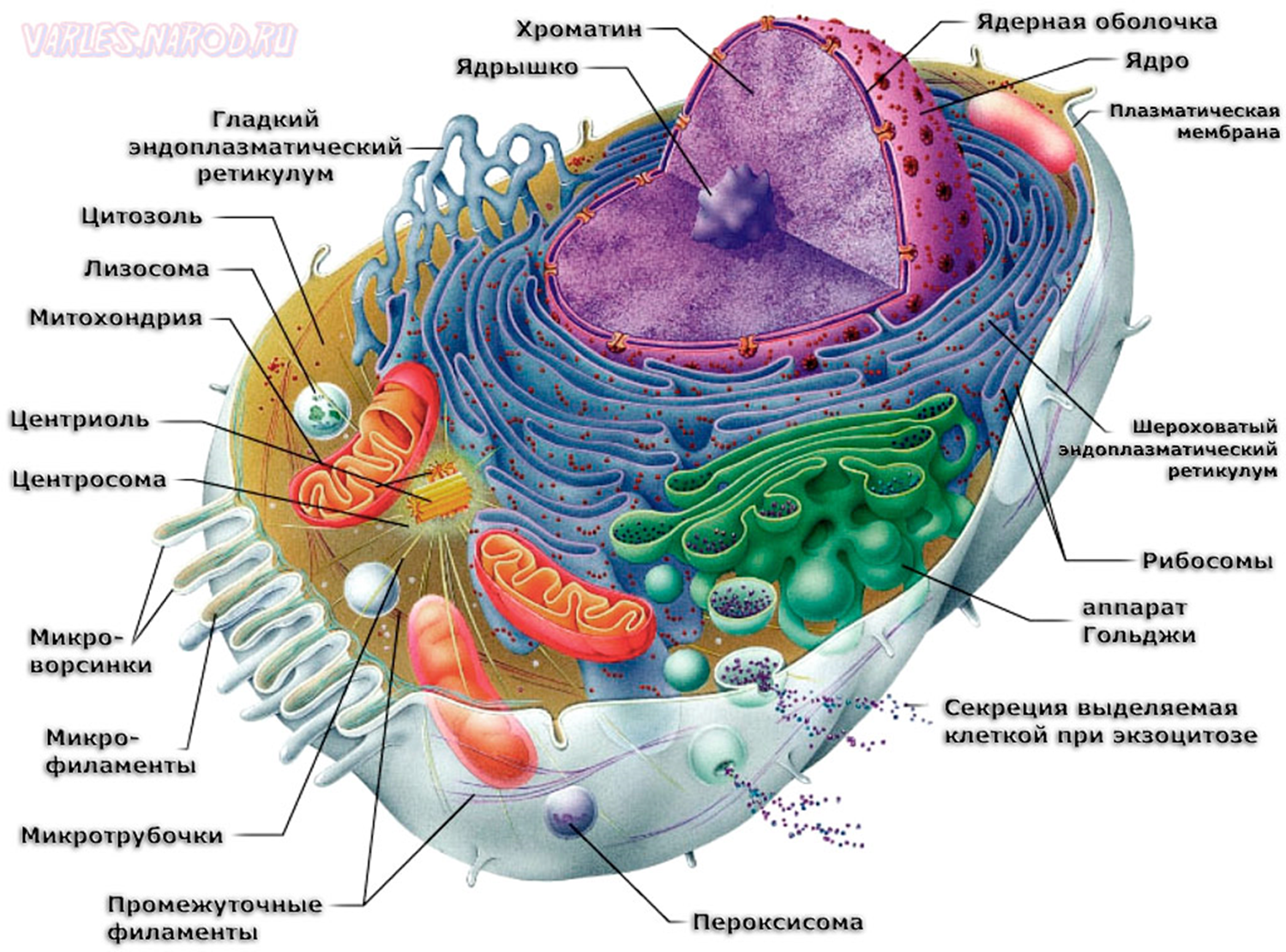 Митохондрии лизосомы функции. Схема строения животной клетки. Схема живой клетки. Строение живой клетки. Строение человеческой клетки.