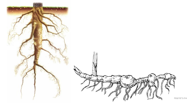 Гуляет корень. Корневище. Корень и корневище разница. Корневище и корень отличия. Отличие корневища от корня.