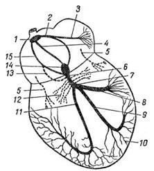 схематическое изображение проводящей системы сердца: 1 – синусовый узел, 2 – передний предсердный тракт, 3 – пучок бахмана, 4 – средний предсердный тракт, 5 – пучки кента, б – ствол пучка гиса, 7 – левая ножка, 8 – задняя ветвь, 9 – передняя ветвь, 10 – волокна пуркинье, 11 – правая ножка, 12 – волокна махейма, 13 – пучок джеймса, 14 – атриовентрикулярный узел, 15 – задний предсердный тракт