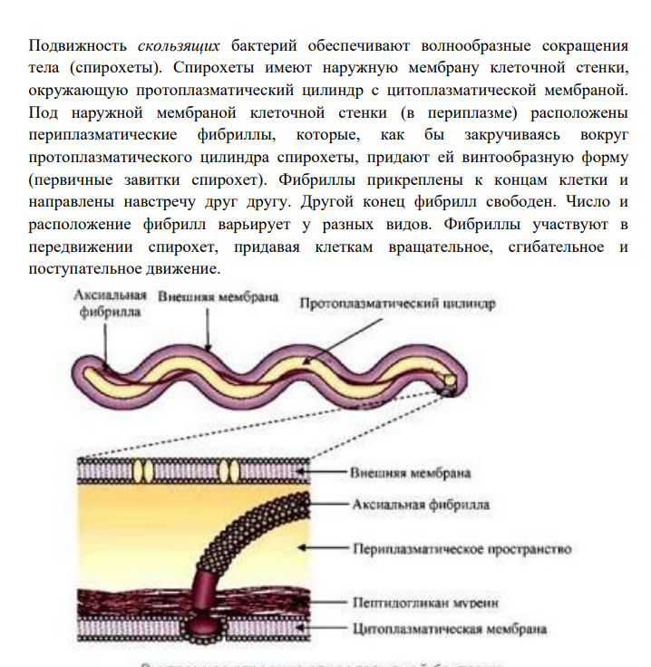 Определение подвижности бактерий