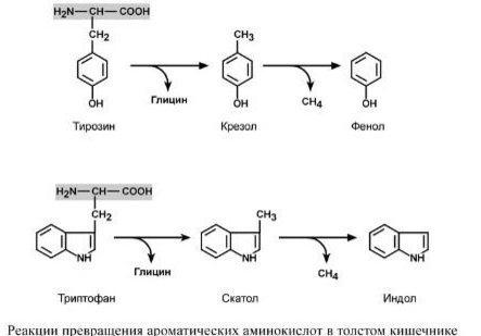 Гниение аминокислот. Дезаминирование тирозина триптофана. Дезаминирование тирозина реакция. Дезаминирование тирозина реакция биохимия. Гниение тирозина.