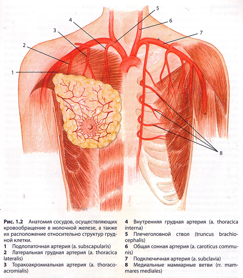 Органы под правой грудью. Молочная железа кровоснабжение. Кровоснабжение молочной железы анатомия. Кровоснабжение молочной железы топографическая анатомия. Молочная железа анатомия кровоснабжение.