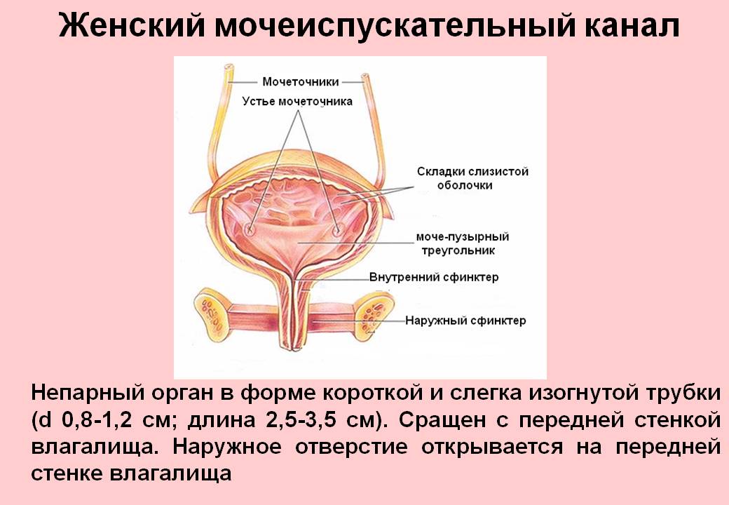 Канал мочи у мужчин. Наружное отверстие мочеиспускательного канала женский расположение. Сфинктеры женского мочеиспускательного канала анатомия. Женский мочеиспускательный канал анатомия строение. Мочеиспускательный канал у женщин анатомия строение.