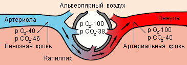 Обмен газов между альвеолярным воздухом. Обмен газов между альвеолярным воздухом и кровью. Схема газообмена между альвеолярным газом и кровью. Газообмен между альвеолой и капилляром. Газообмен между альвеолами и кровью венозной.