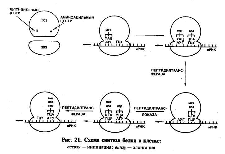 Синтез полипептидной цепи в рибосомах. Схема синтеза белка в рибосоме. Схема инициации синтеза белка. Схема этапы синтеза белка рибосомы. Схема синтеза белка в рибосоме трансляция.