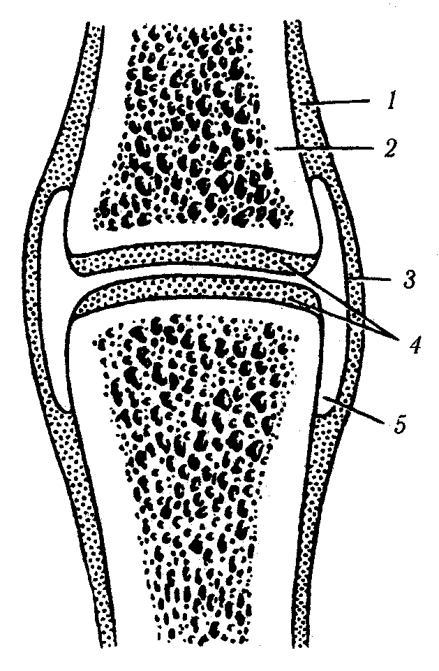 Строение сустава рисунок