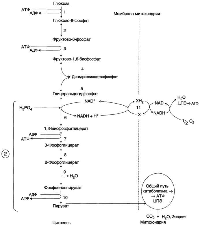 Аэробный гликолиз биохимия схема
